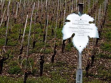 Tafel Klassische Pfahlerziehung