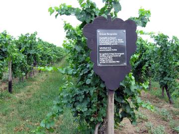 Rebsortentafel Grauer Burgunder