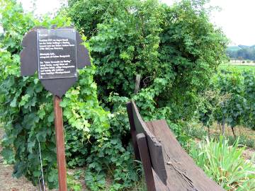 Rebsortentafel Kerner und Ruhebank