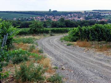 Blick zur&uuml;ck auf Gundersheim