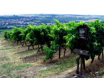 Rebsortentafel Blauer Portugieser