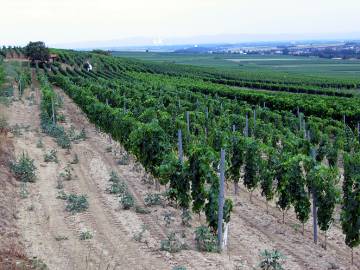 Blick Richtung Rheintal