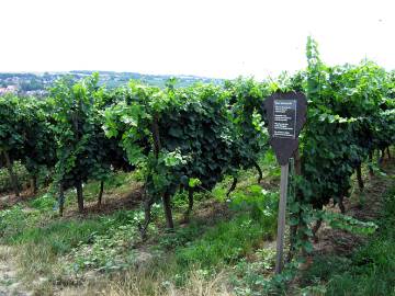 Rebsortentafel Blauer Sp&auml;tburgunder