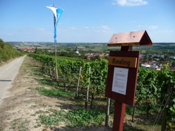 Rebsortentafel Riesling