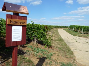 Rebsortentafel Huxelrebe