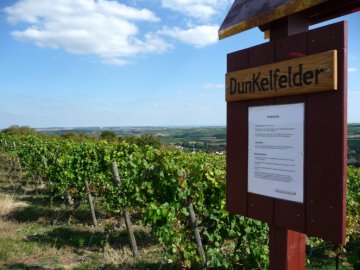 Rebsortentafel Dunkelfelder