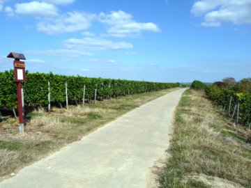 Rebsortentafel Silvaner