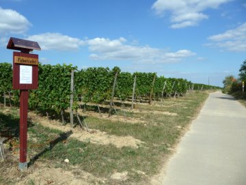 Scheurebe, M&uuml;ller-Thurgau und Faberrebe