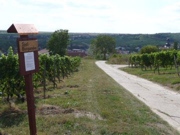 Rebsortentafel Sp&auml;tburgunder